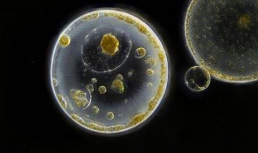 Scene from the film Planktonium