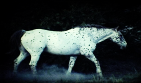 Scene from the film The Sound of Insects: Record of a Mummy