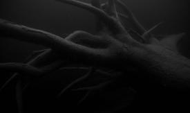 Scene from the film Forests