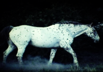 Scene from the film The Sound of Insects: Record of a Mummy